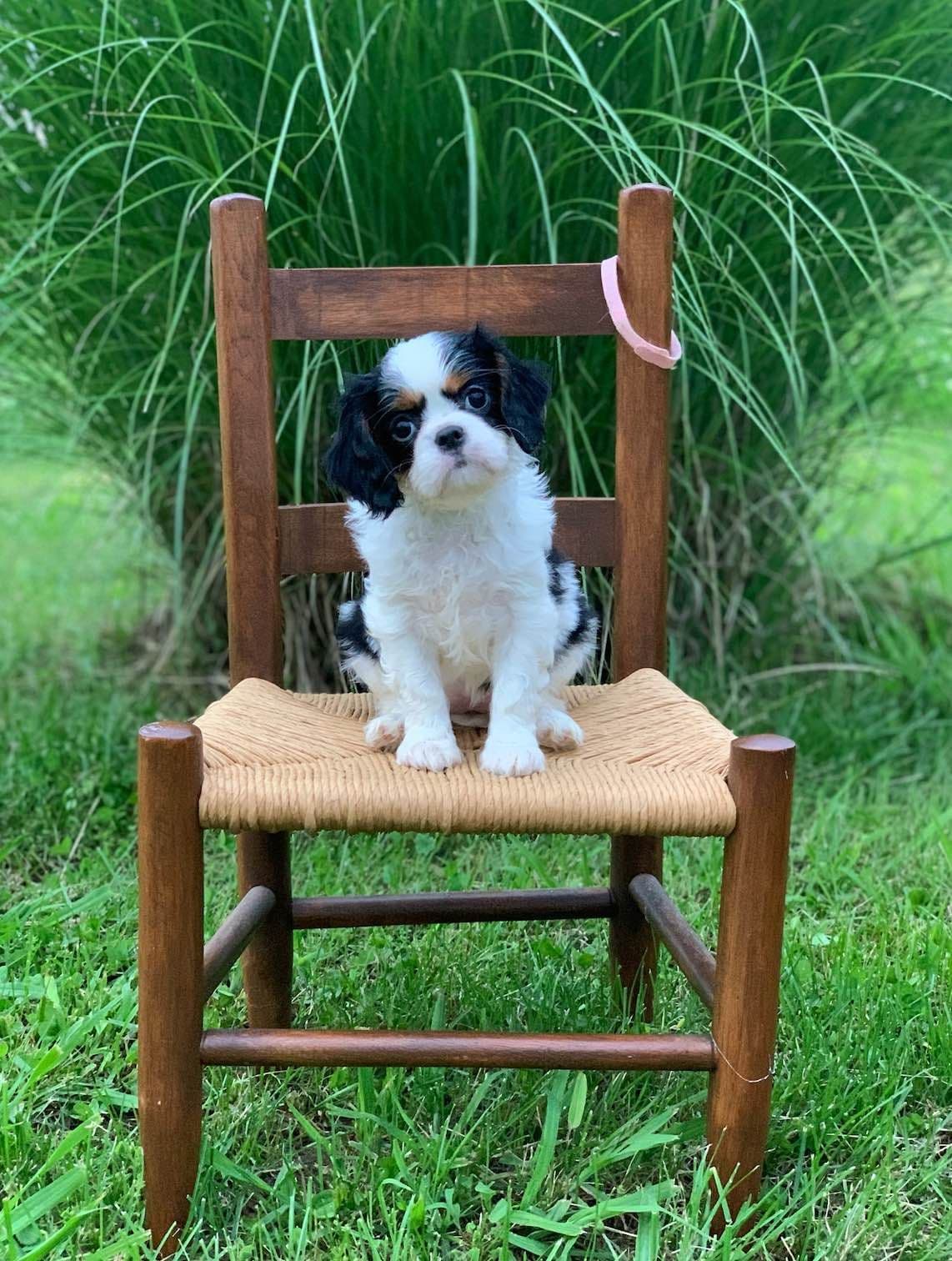 Cavalier King Charles Spaniel Puppies breeder image 8