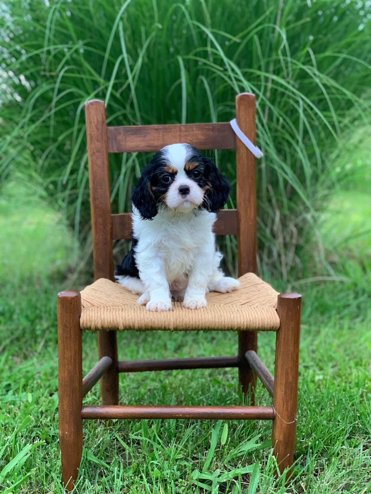 Cavalier King Charles Spaniel Puppies breeder image 9