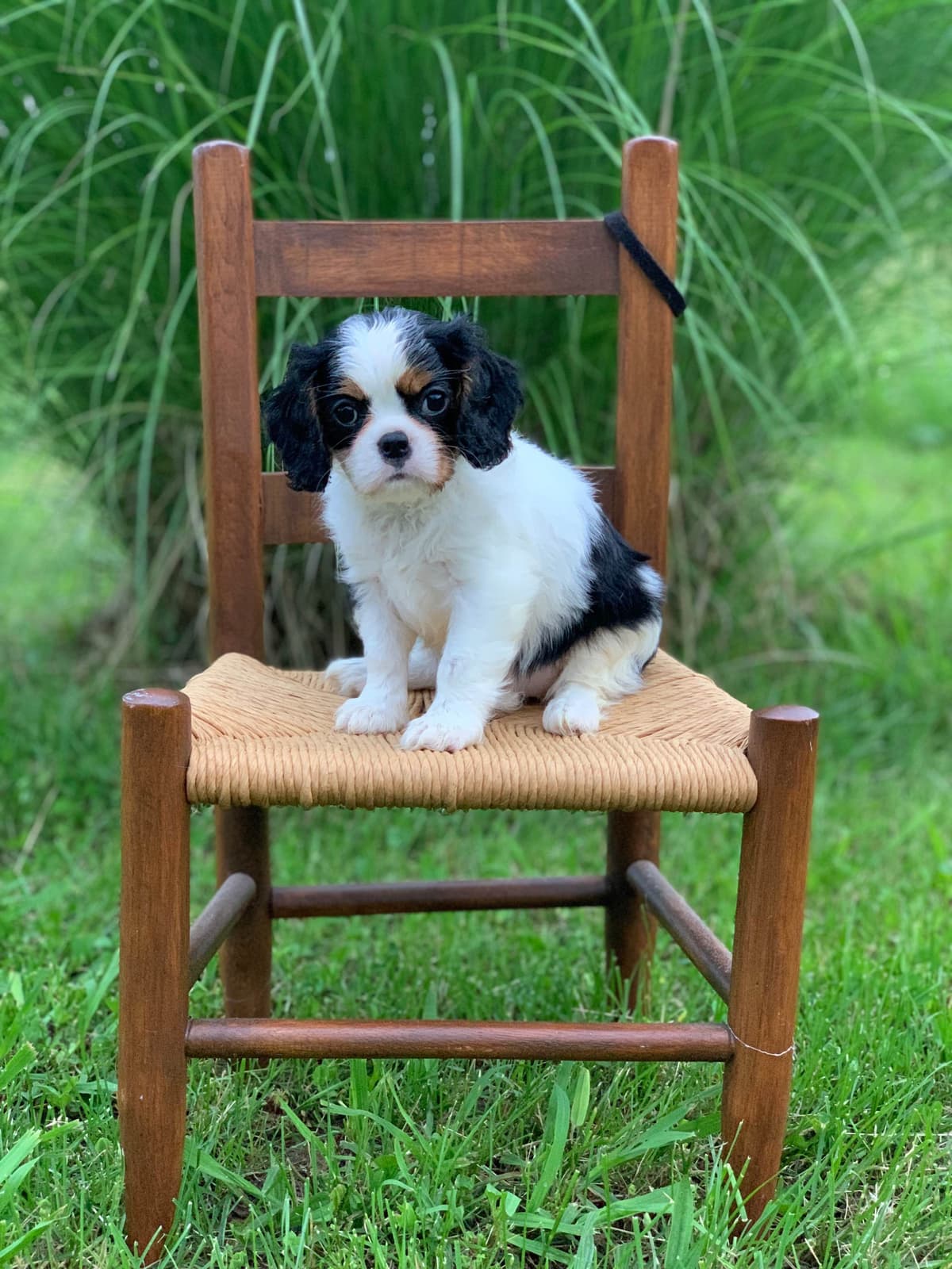 Cavalier King Charles Spaniel Puppies breeder image 10