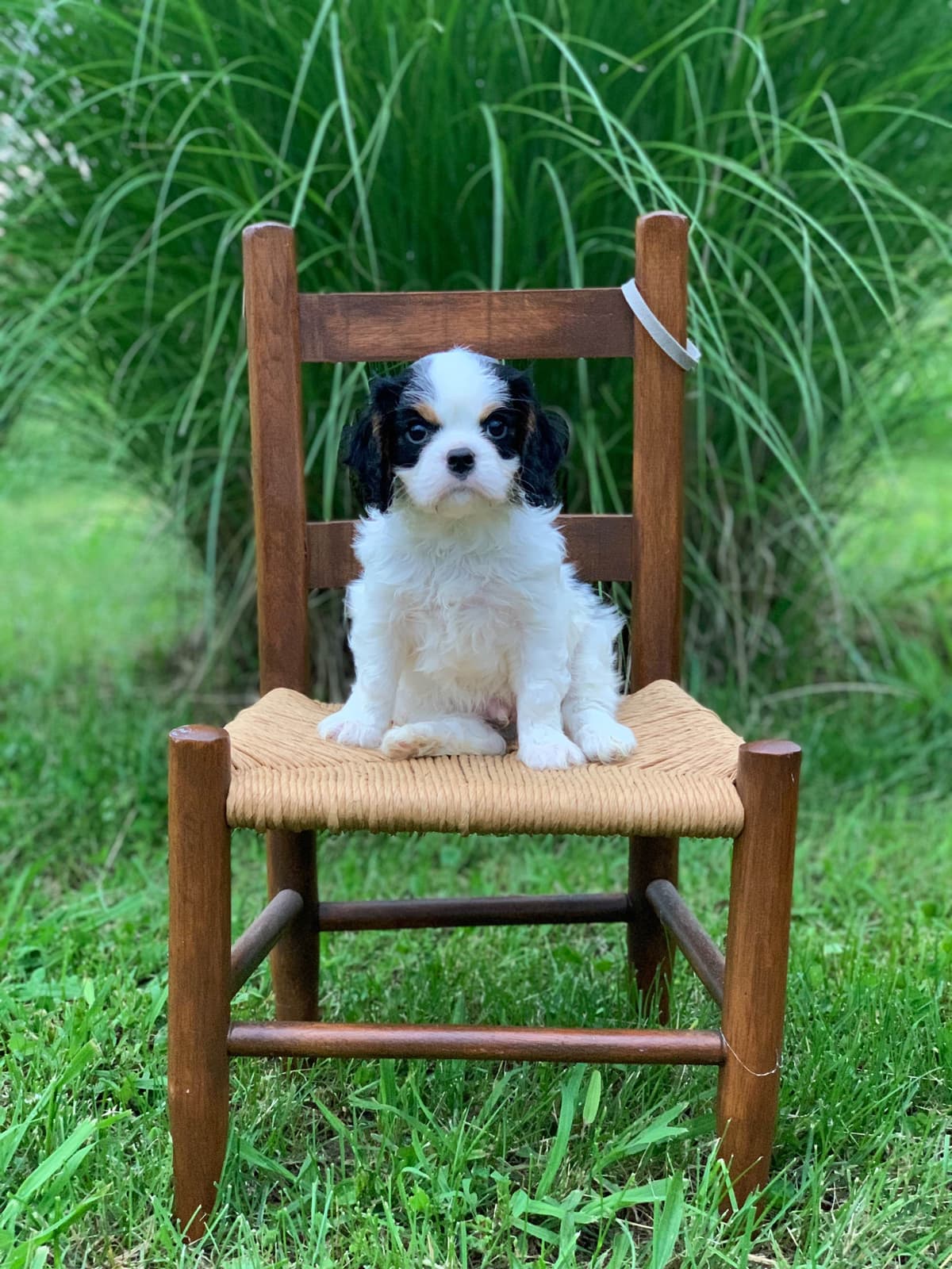 Cavalier King Charles Spaniel Puppies breeder image 11
