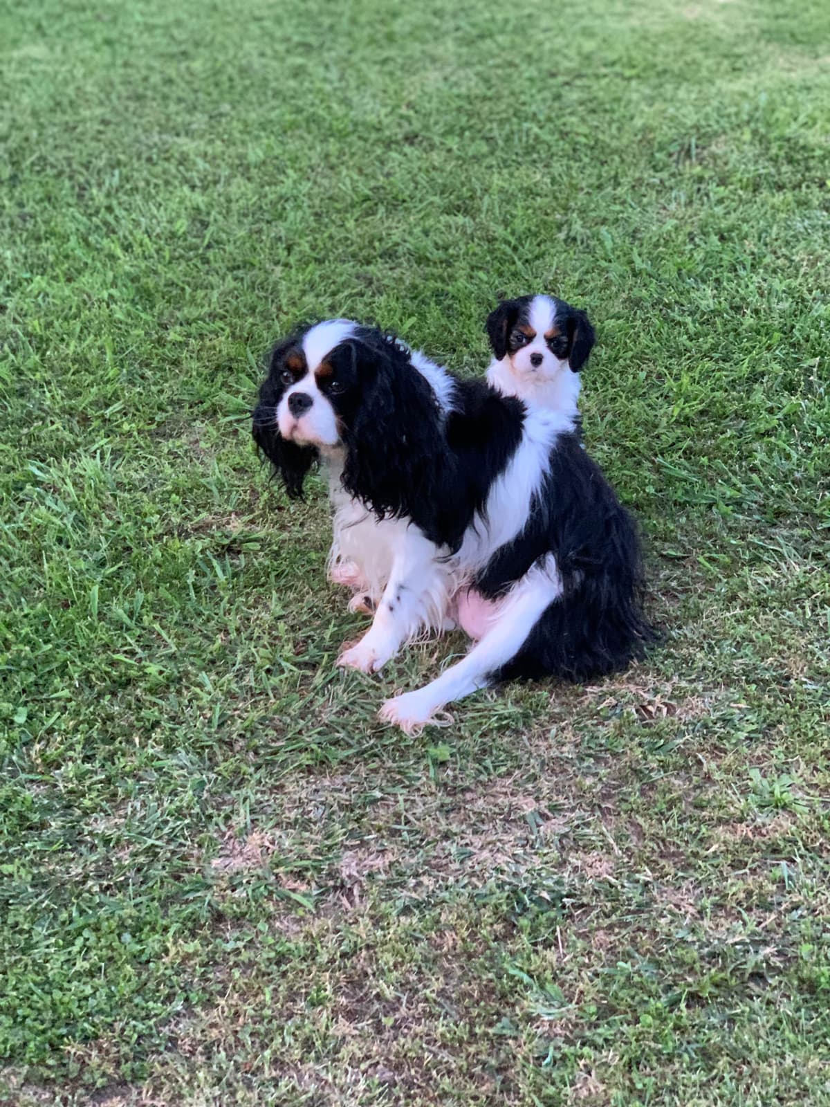 Cavalier King Charles Spaniel Puppies breeder image 12