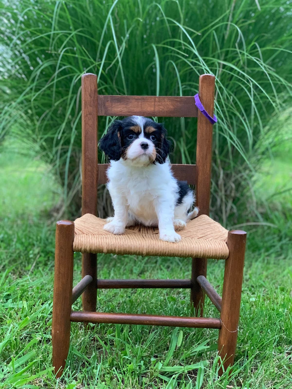 Cavalier King Charles Spaniel Puppies breeder image 13