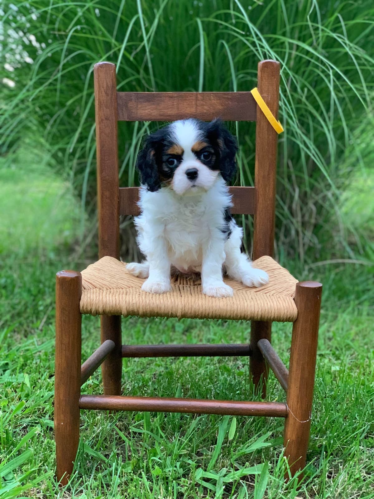 Cavalier King Charles Spaniel Puppies breeder image 14