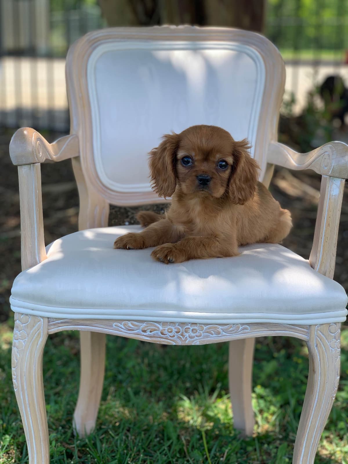 Cavalier King Charles Spaniel Puppies breeder image 15