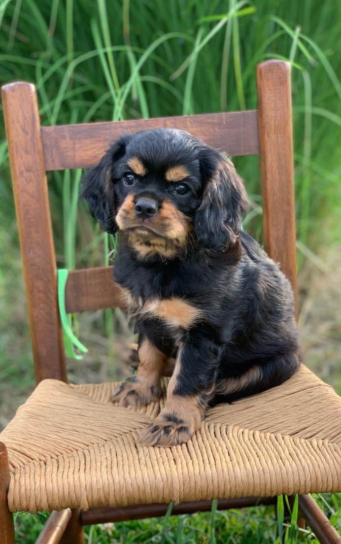Cavalier King Charles Spaniel Puppies breeder image 16