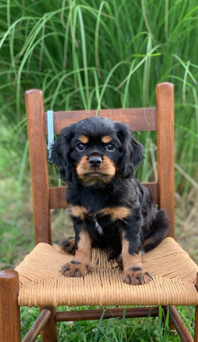 Cavalier King Charles Spaniel Puppies breeder image 17