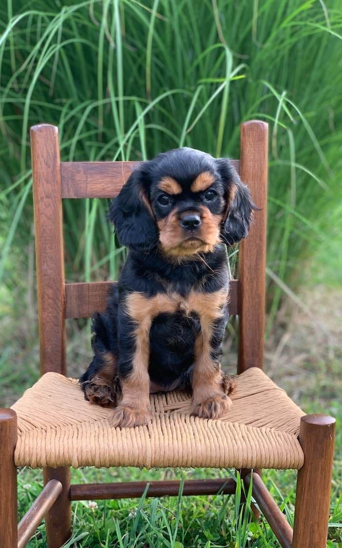 Cavalier King Charles Spaniel Puppies breeder image 18