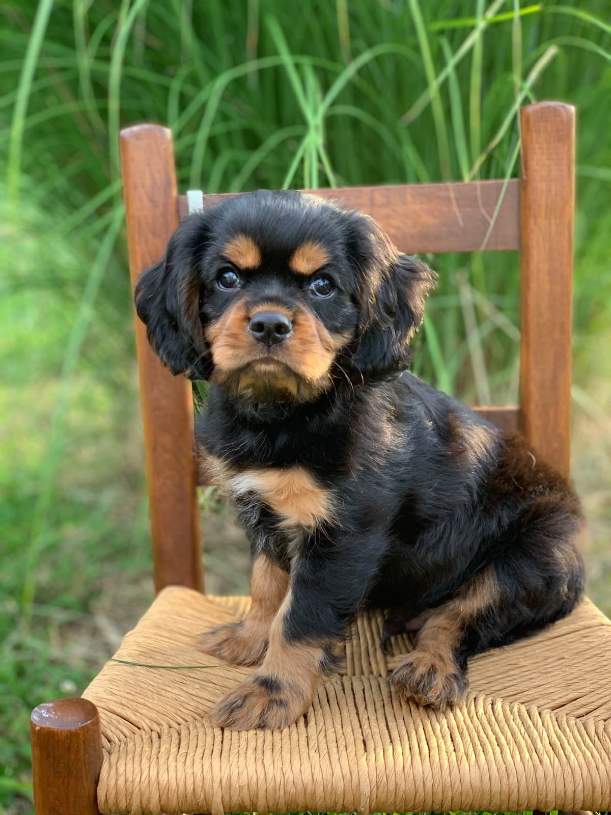 Cavalier King Charles Spaniel Puppies breeder image 19