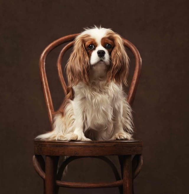Cavalier King Charles Spaniel Puppies media 14