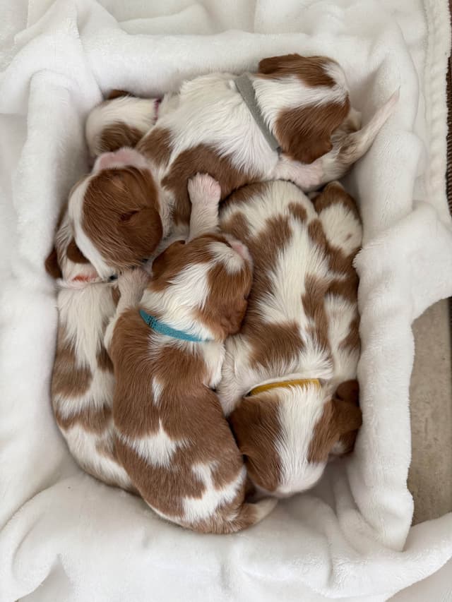 Cavalier King Charles Spaniel Puppies media 16