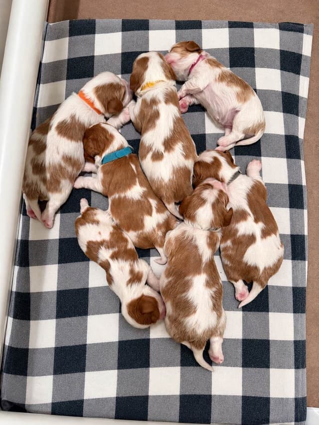 Cavalier King Charles Spaniel Puppies media 17