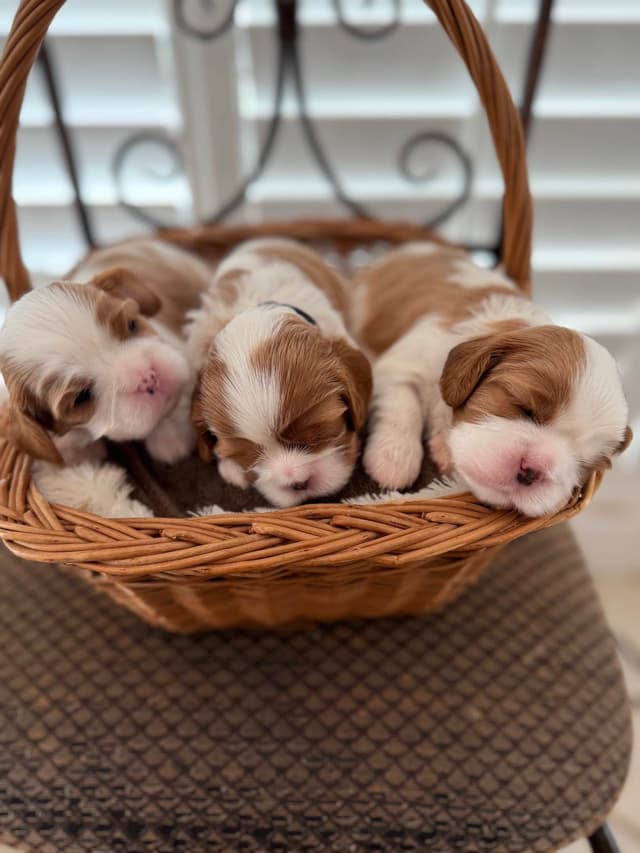 Cavalier King Charles Spaniel Puppies media 11