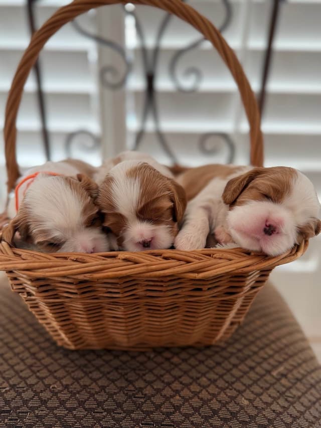 Cavalier King Charles Spaniel Puppies media 12