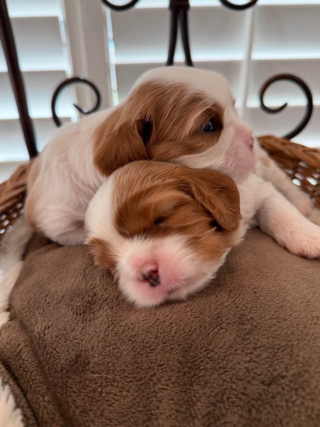Cavalier King Charles Spaniel Puppies media 10