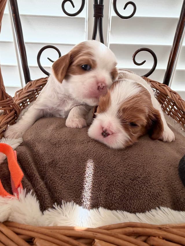 Cavalier King Charles Spaniel Puppies media 13