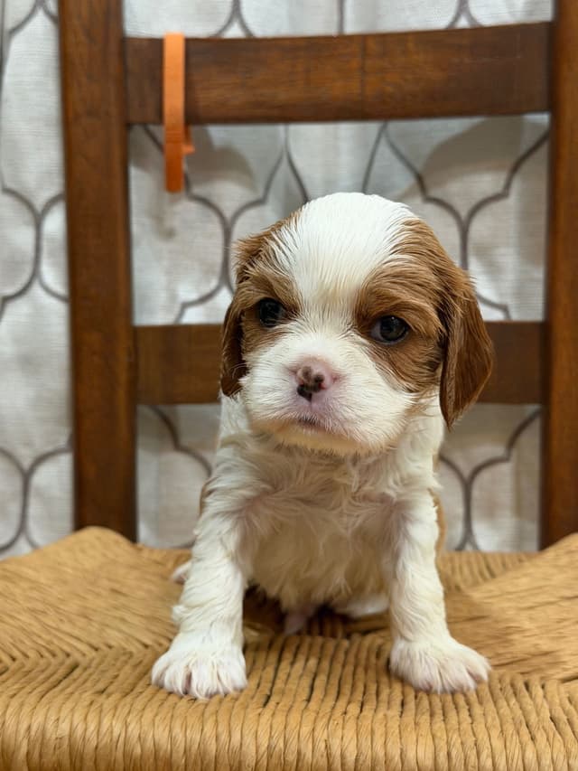 Cavalier King Charles Spaniel Puppies media 3