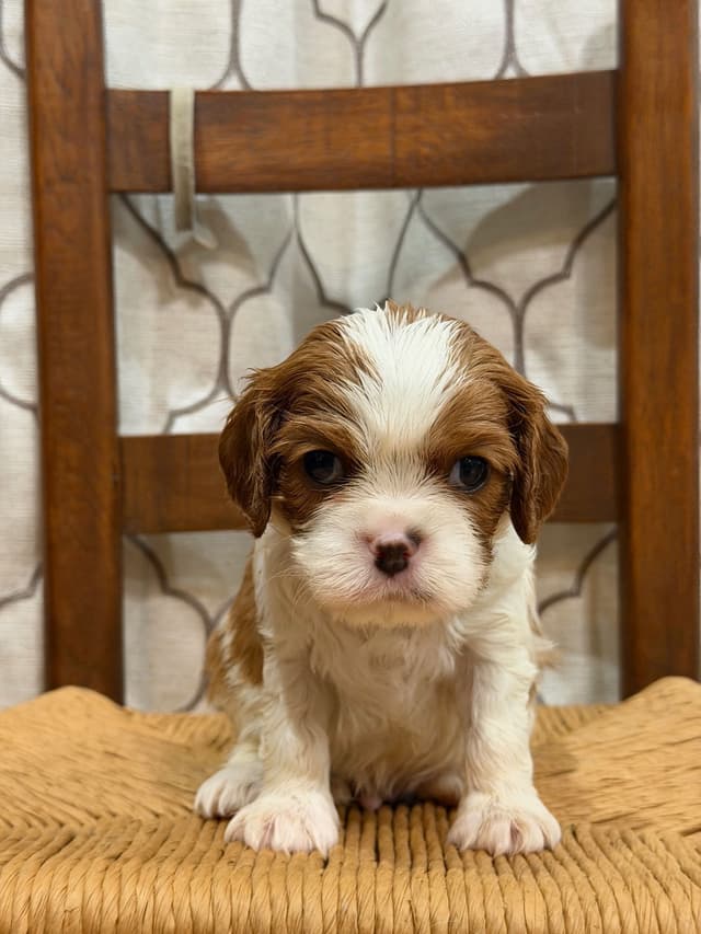 Cavalier King Charles Spaniel Puppies media 4
