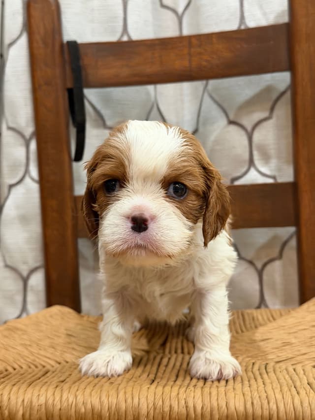 Cavalier King Charles Spaniel Puppies media 5