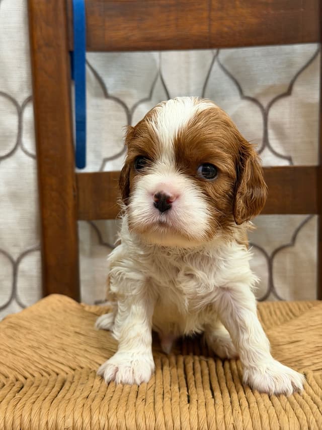 Cavalier King Charles Spaniel Puppies media 7