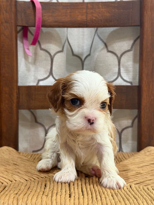 Cavalier King Charles Spaniel Puppies media 2