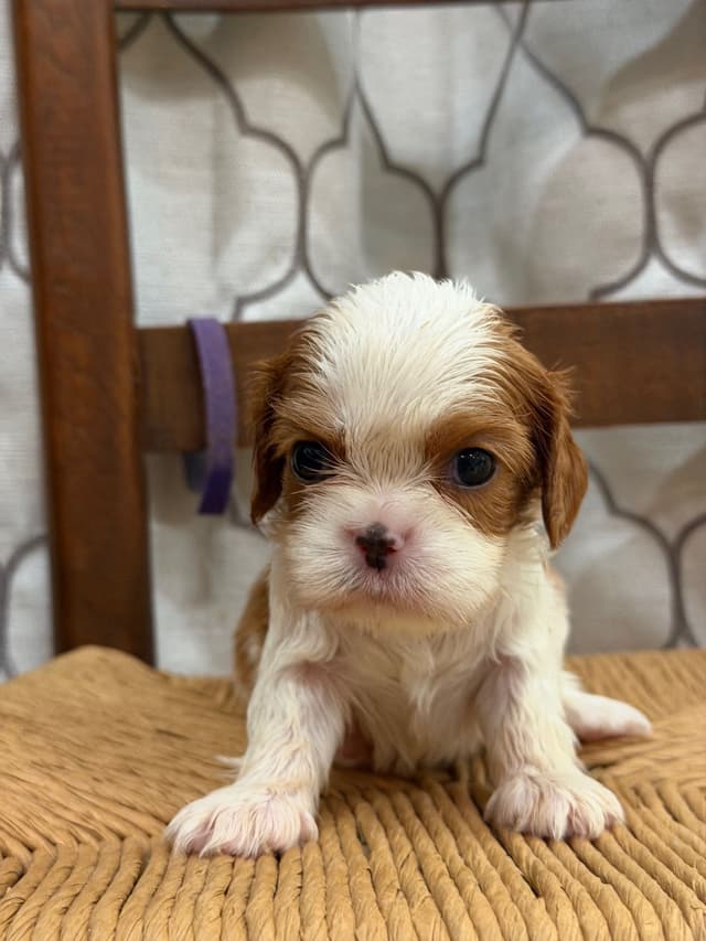 Cavalier King Charles Spaniel Puppies media 6