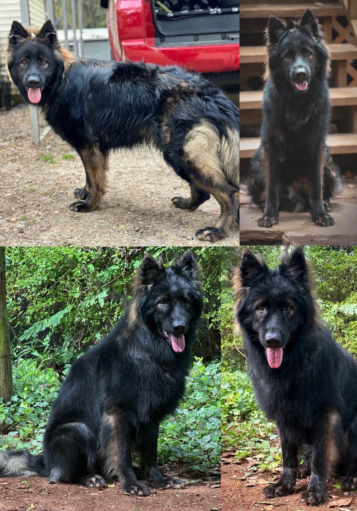 Longcoat German Shepherd puppies breeder image 1
