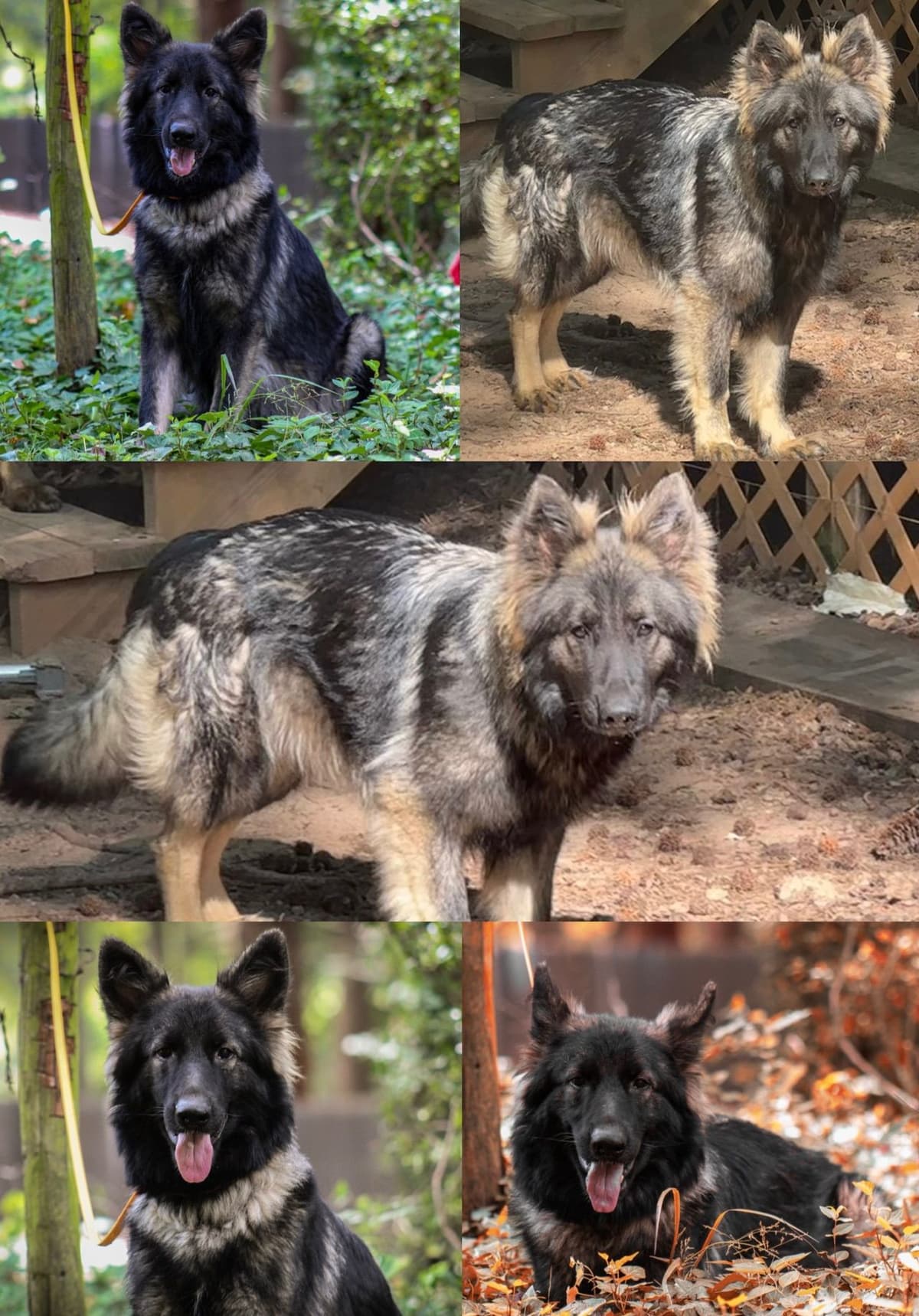 Longcoat German Shepherd puppies breeder image 2