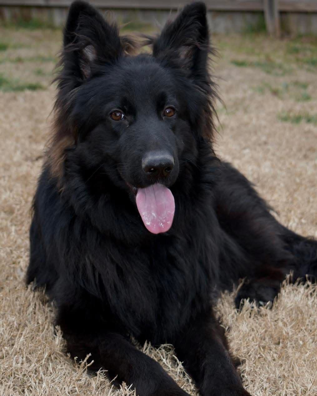 Longcoat German Shepherd puppies breeder image 3
