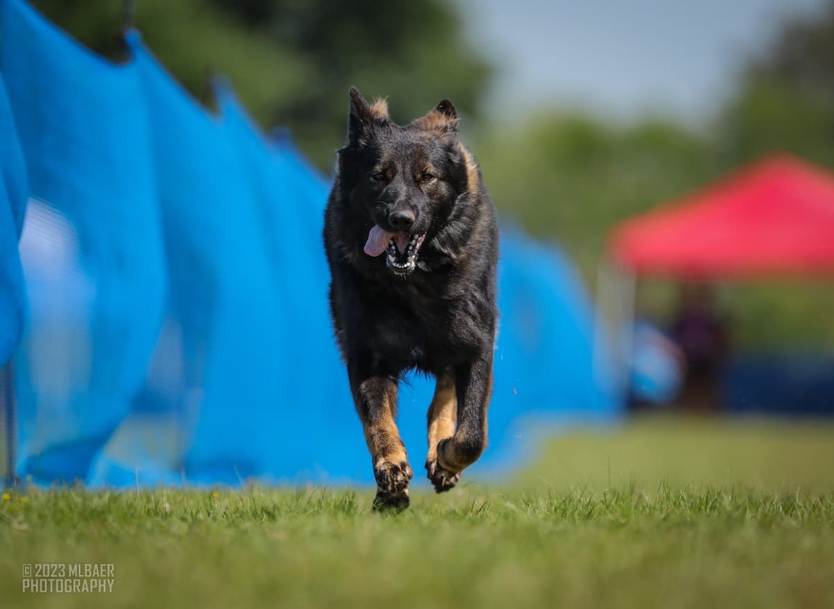 Longcoat German Shepherd puppies breeder image 4