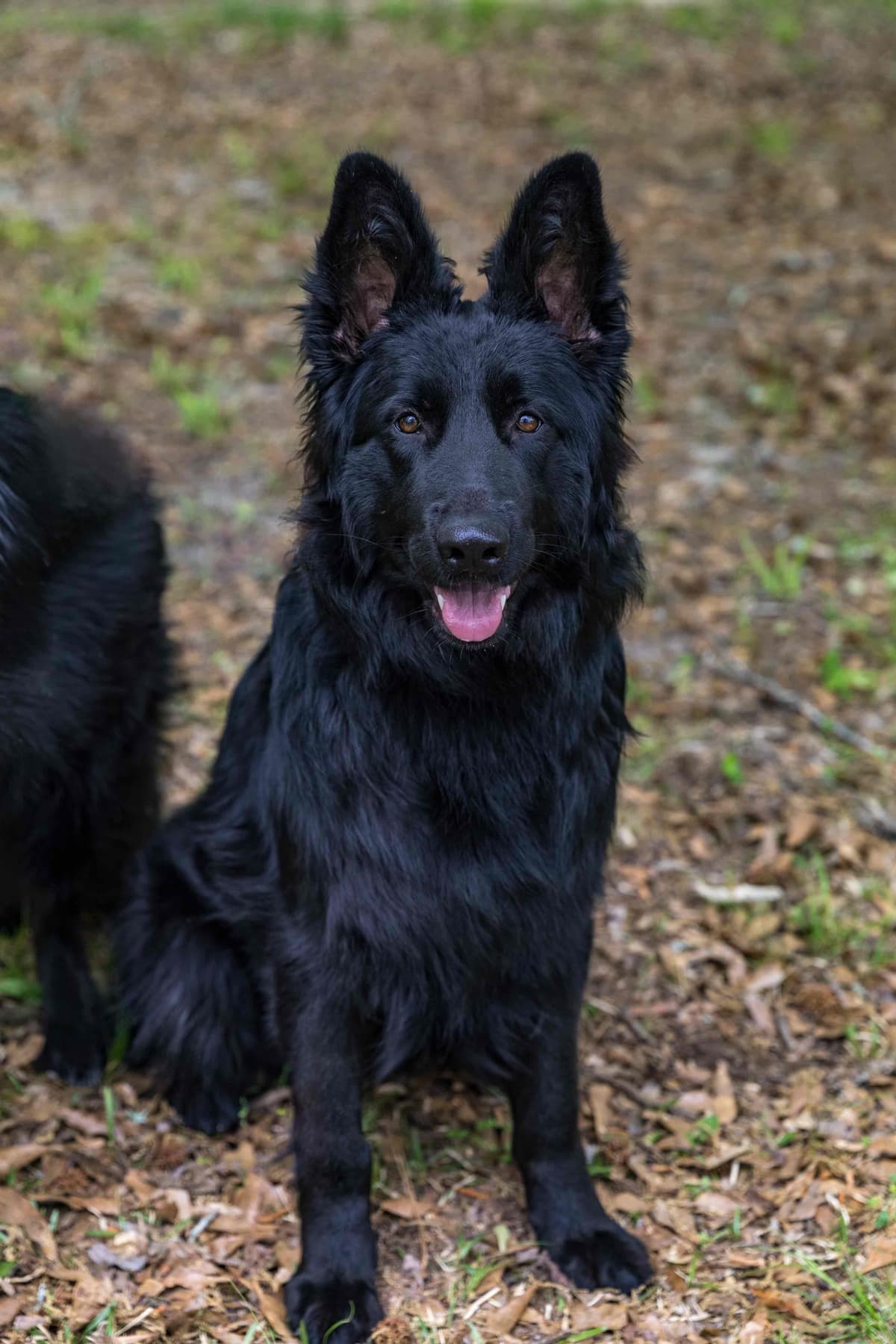 Longcoat German Shepherd puppies breeder image 5