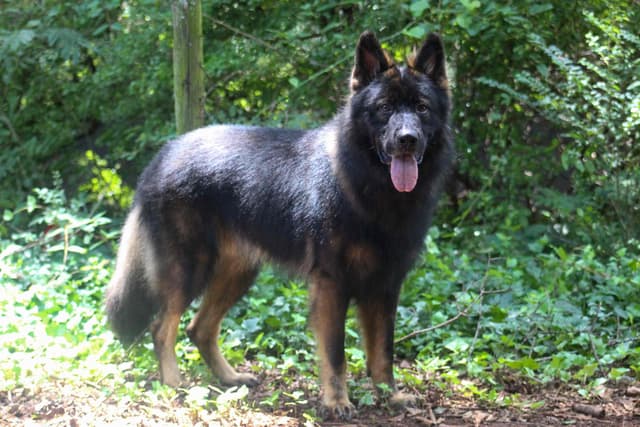 Longcoat German Shepherd puppies media 8
