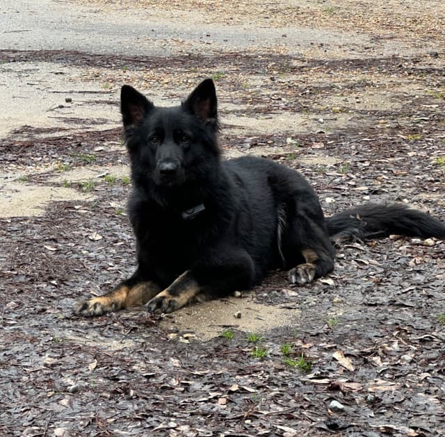 Longcoat German Shepherd puppies media 9
