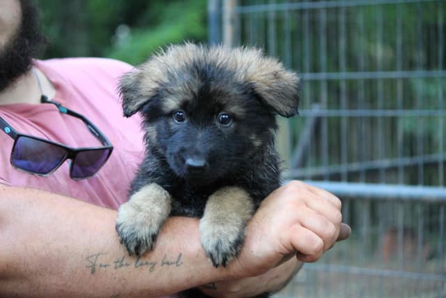 Longcoat German Shepherd puppies media 2