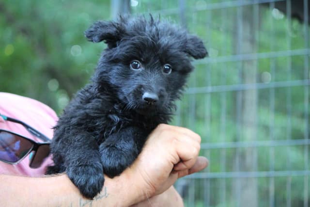 Longcoat German Shepherd puppies media 3