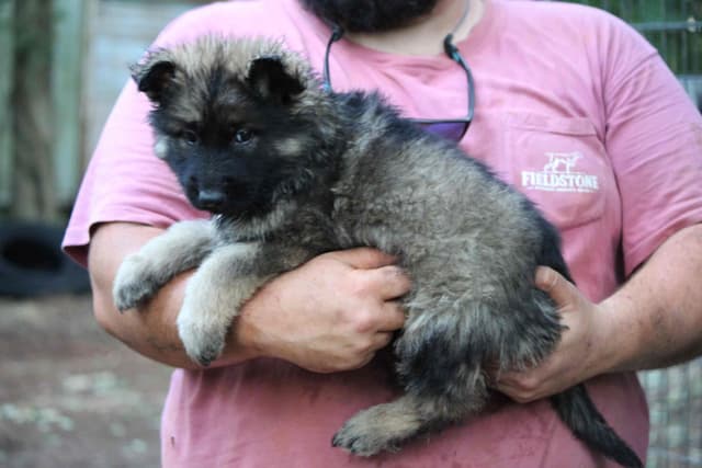 Longcoat German Shepherd puppies media 4