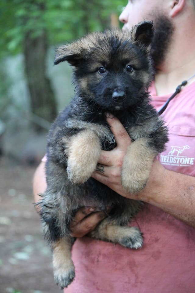 Longcoat German Shepherd puppies media 6