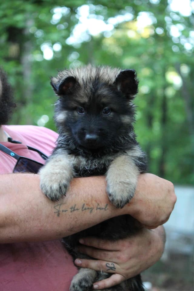 Longcoat German Shepherd puppies media 7