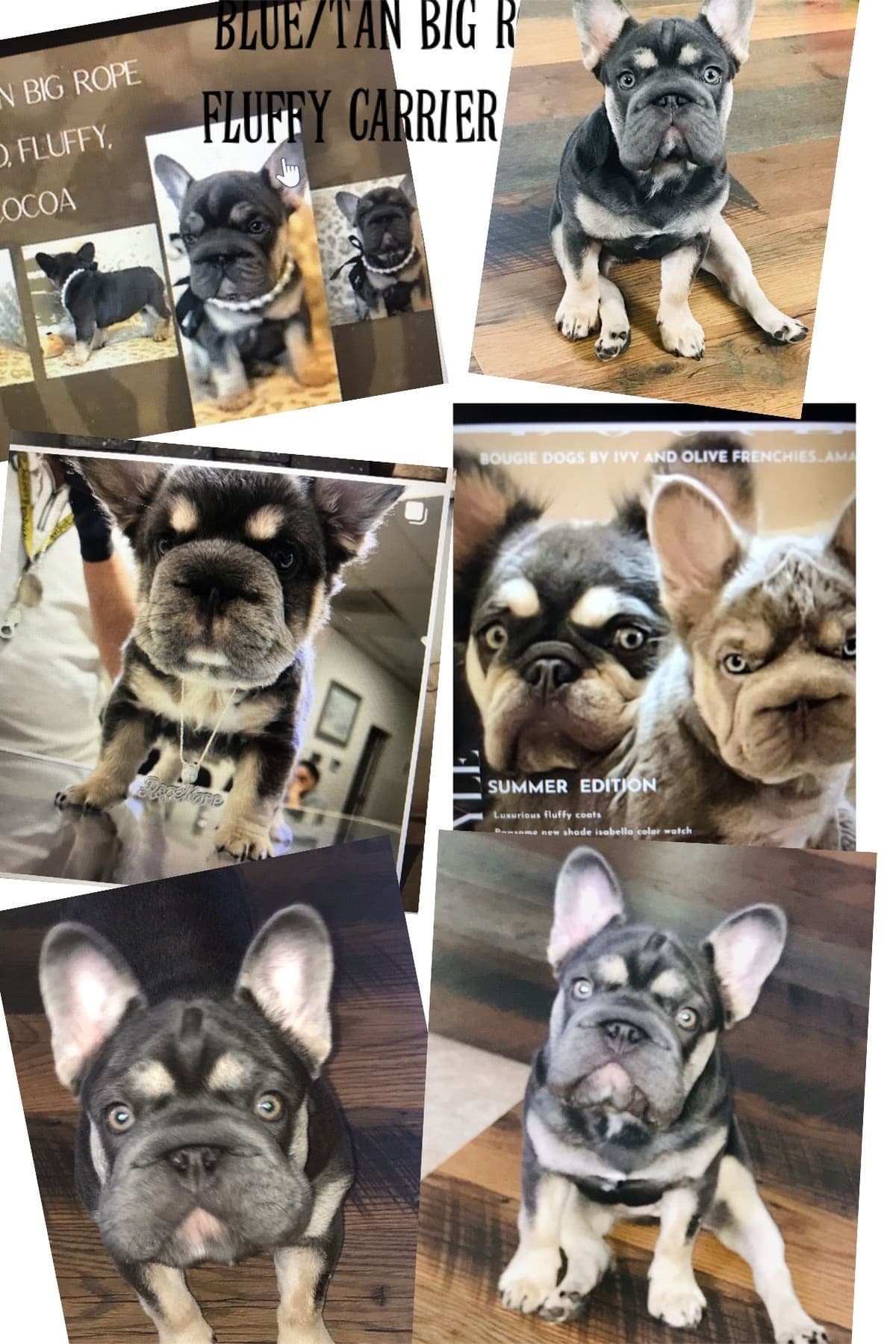 French Bulldog Puppies DNA health tested clear Puppies ready July 18 breeder image 5