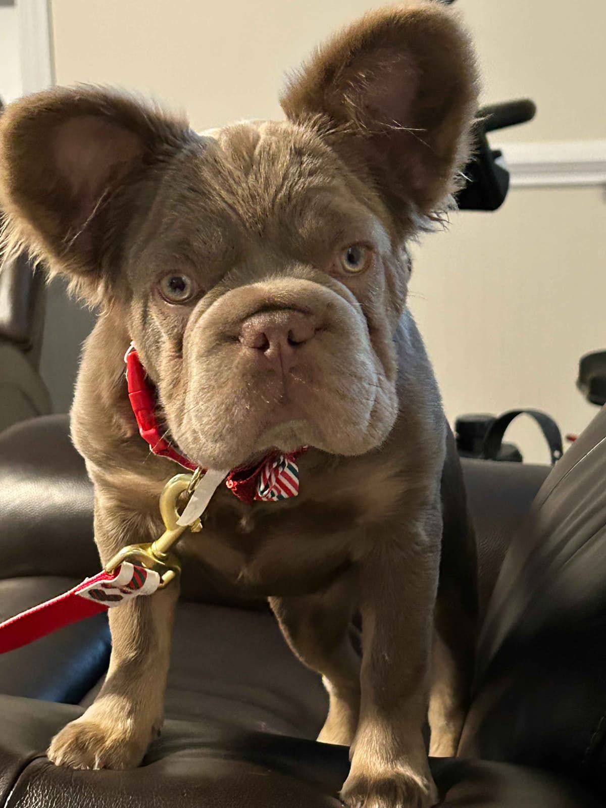 French Bulldog Puppies DNA health tested clear Puppies ready July 18 breeder image 3