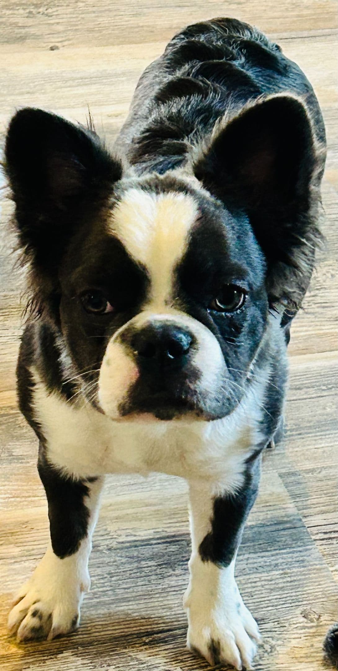 French Bulldog Puppies DNA health tested clear Puppies ready July 18 breeder image 4