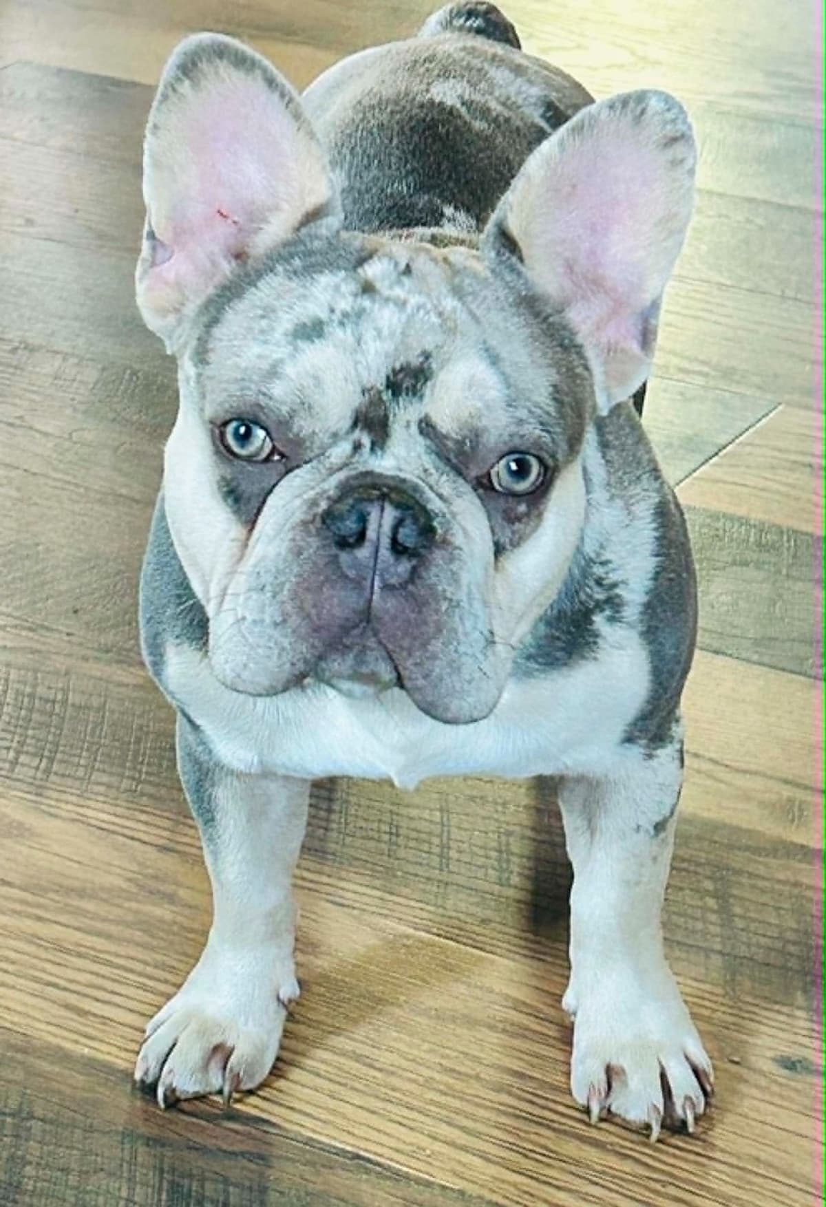 French Bulldog Puppies DNA health tested clear Puppies ready July 18 breeder image 6