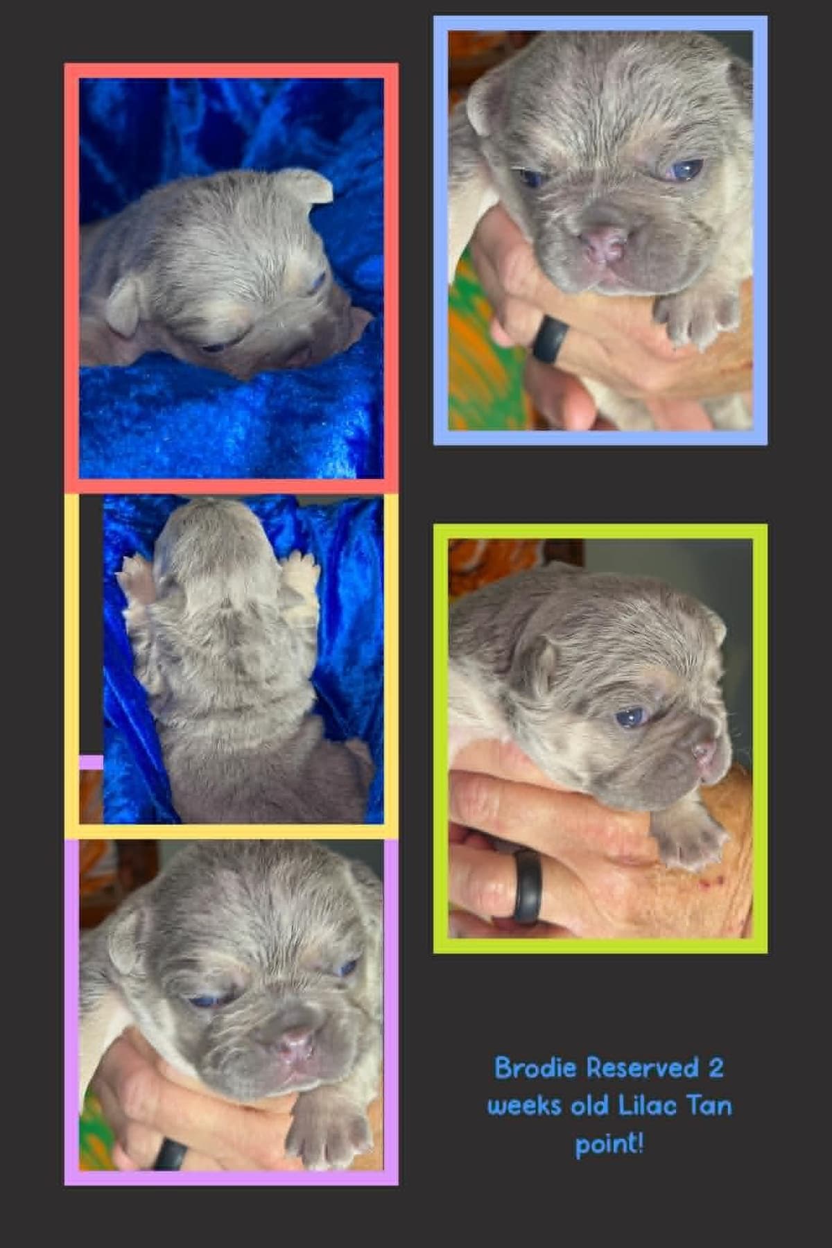 French Bulldog Puppies DNA health tested clear Puppies ready July 18 breeder image 8