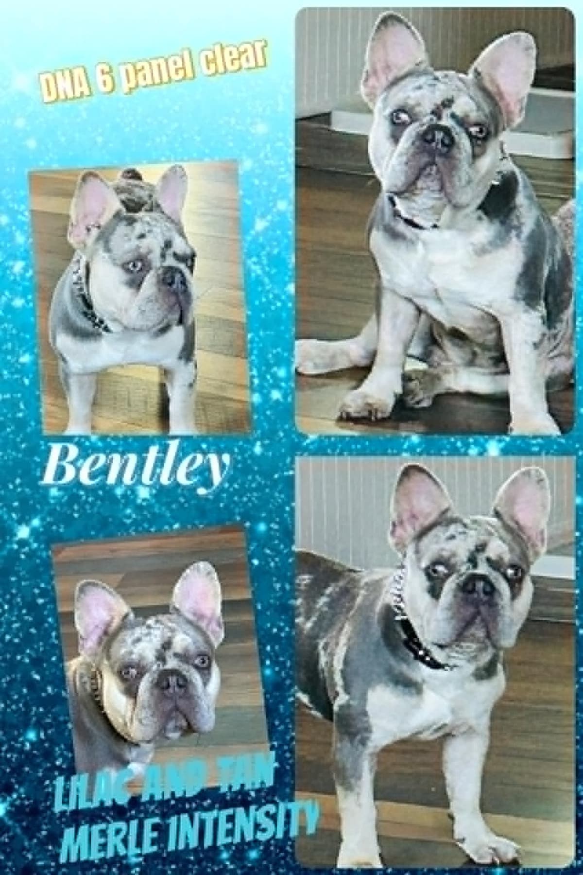 French Bulldog Puppies DNA health tested clear Puppies ready July 18 breeder image 9