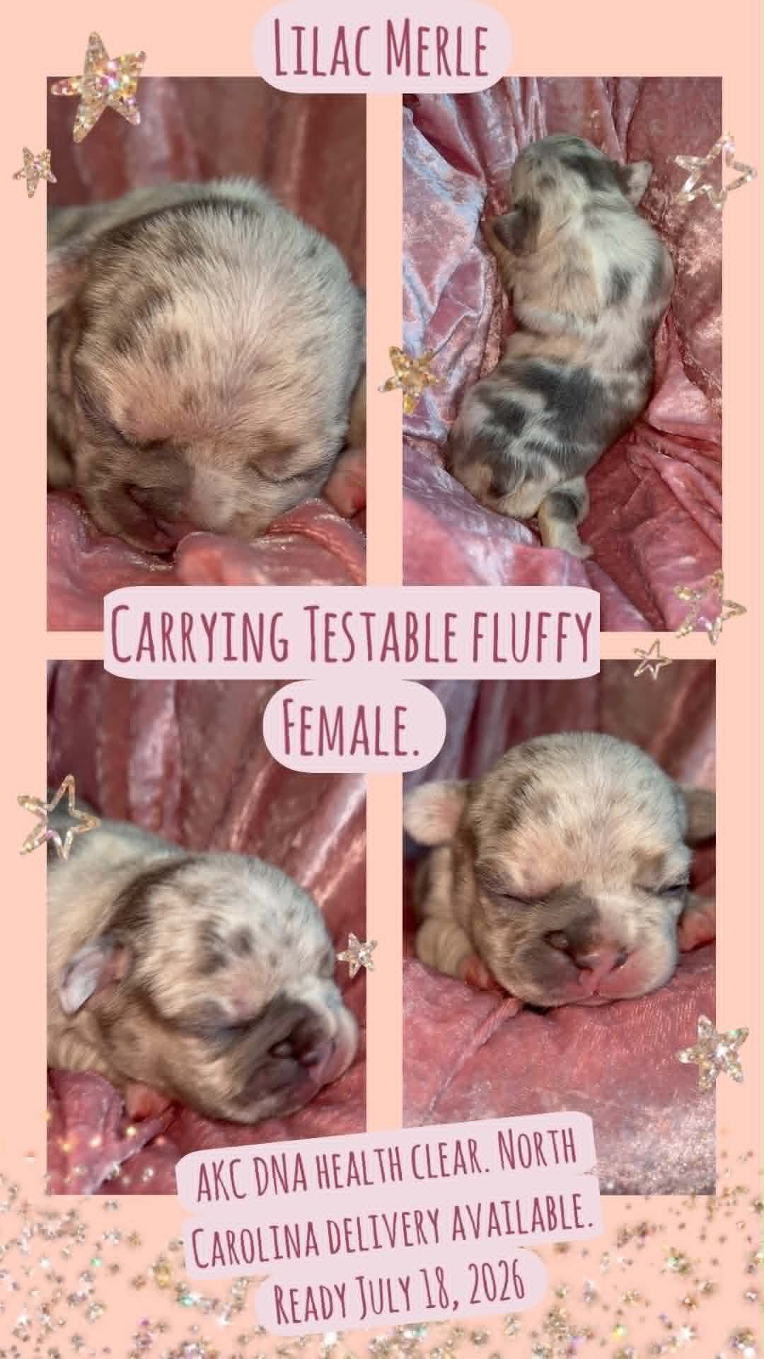 French Bulldog Puppies DNA health tested clear Puppies ready July 18 breeder image 10