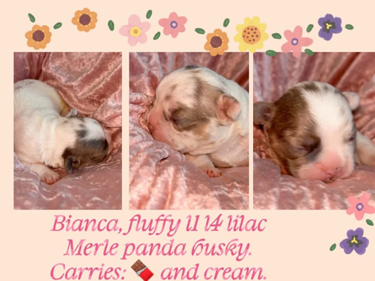 French Bulldog Puppies DNA health tested clear Puppies ready July 18 breeder image 11
