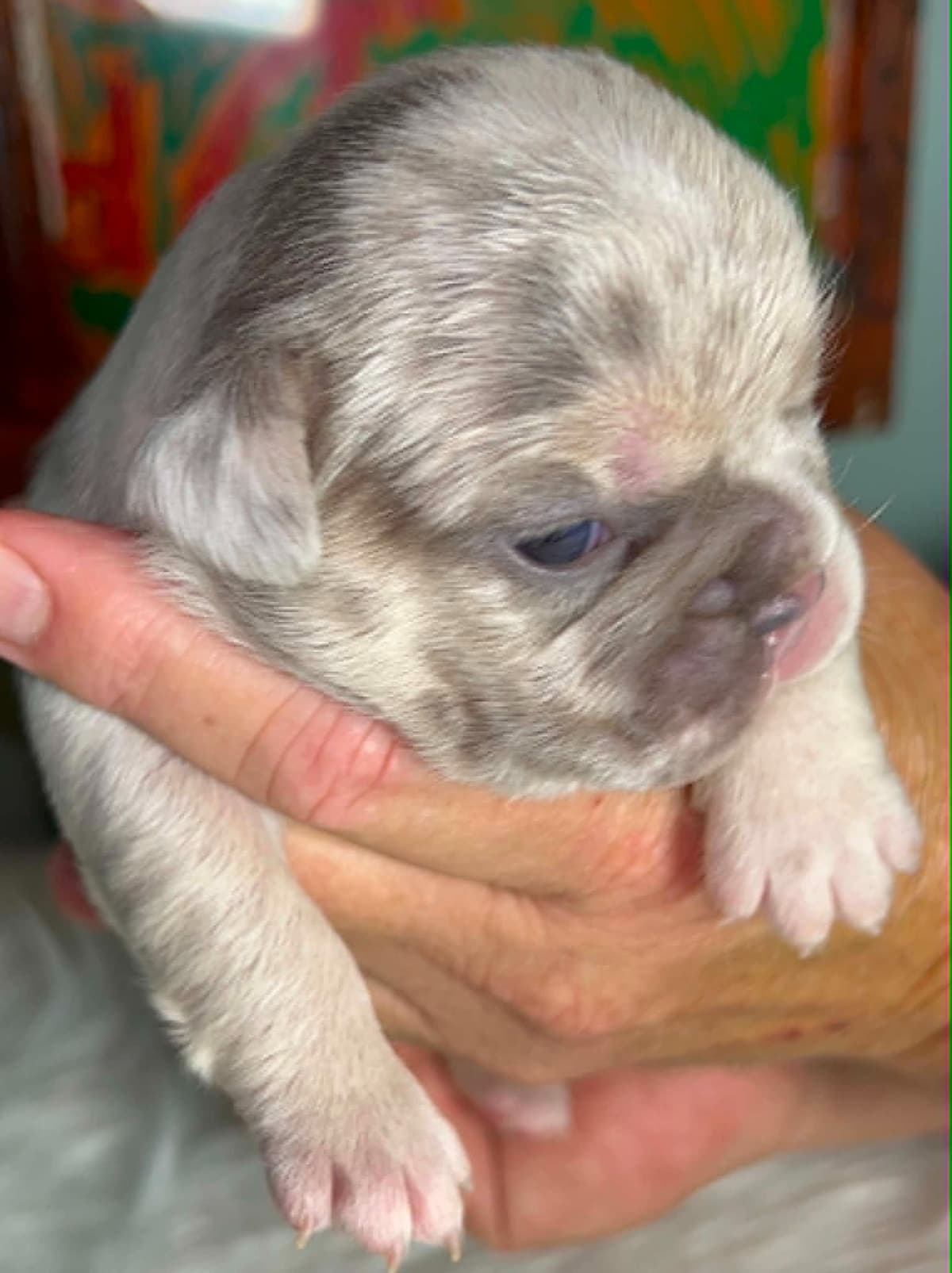 French Bulldog Puppies DNA health tested clear Puppies ready July 18 breeder image 12
