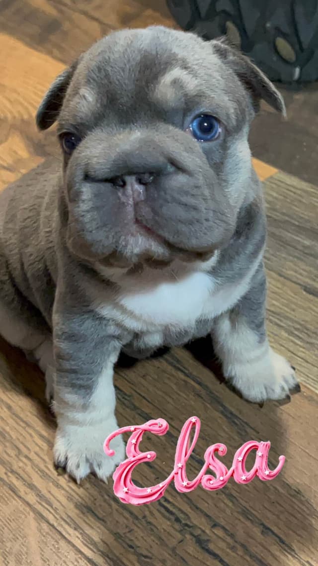 Trained French Bulldog Puppies DNA Health tested puppies media 3