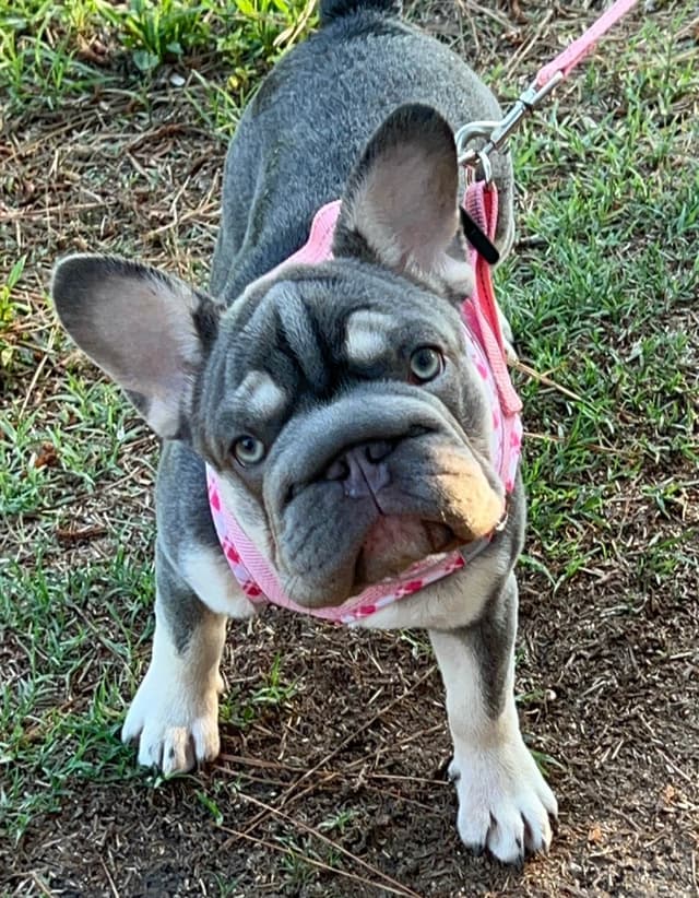 Trained French Bulldog Puppies DNA Health tested puppies media 2