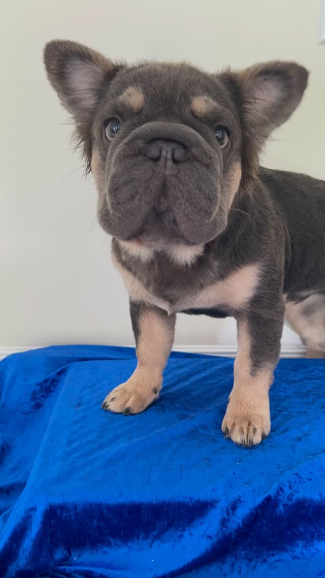 Trained French Bulldog Puppies DNA Health tested puppies media 6