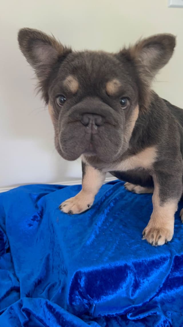 Trained French Bulldog Puppies DNA Health tested puppies media 7